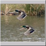 Anas platyrhynchos - Stockente 18.jpg